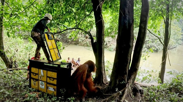 Banner Respon Cepat, Tim Gabungan Berhasil Selamatkan Orangutan Jantan di Langkat