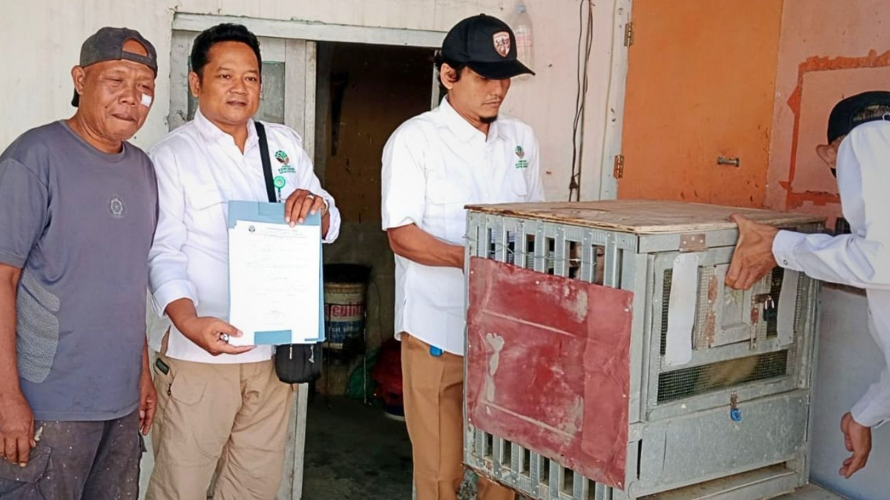 Banner Naluri Liar Tak Pernah Benar-Benar Pergi Meski Lima Tahun Dipelihara