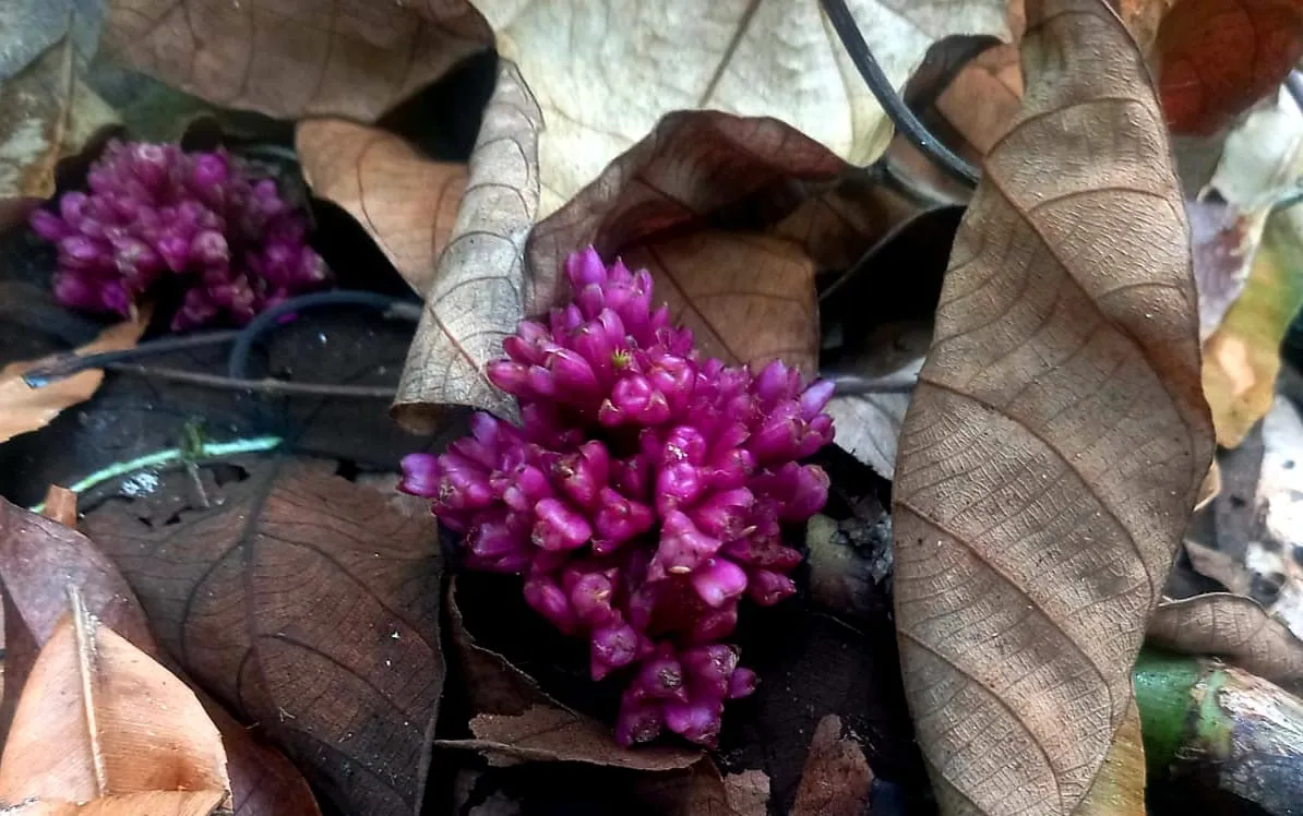 Banner Mengenal Flora Fauna TWA Sungai Dumai
