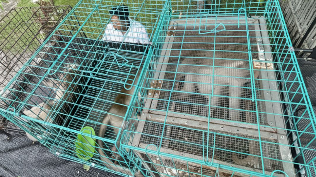 Banner Evakuasi Merak Hijau di Tuban Menegaskan Pentingnya Respon Cepat Konservasi