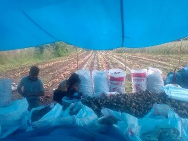 Banner Akhirnya, KT Fajar Pansur Nauli Nikmati Panen Kentang