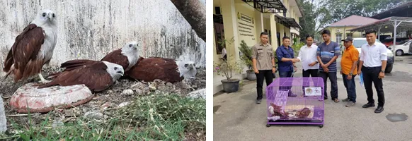 Banner 4 Elang Bondol Disita di Pangkalan Brandan Langkat – Sumatera Utara
