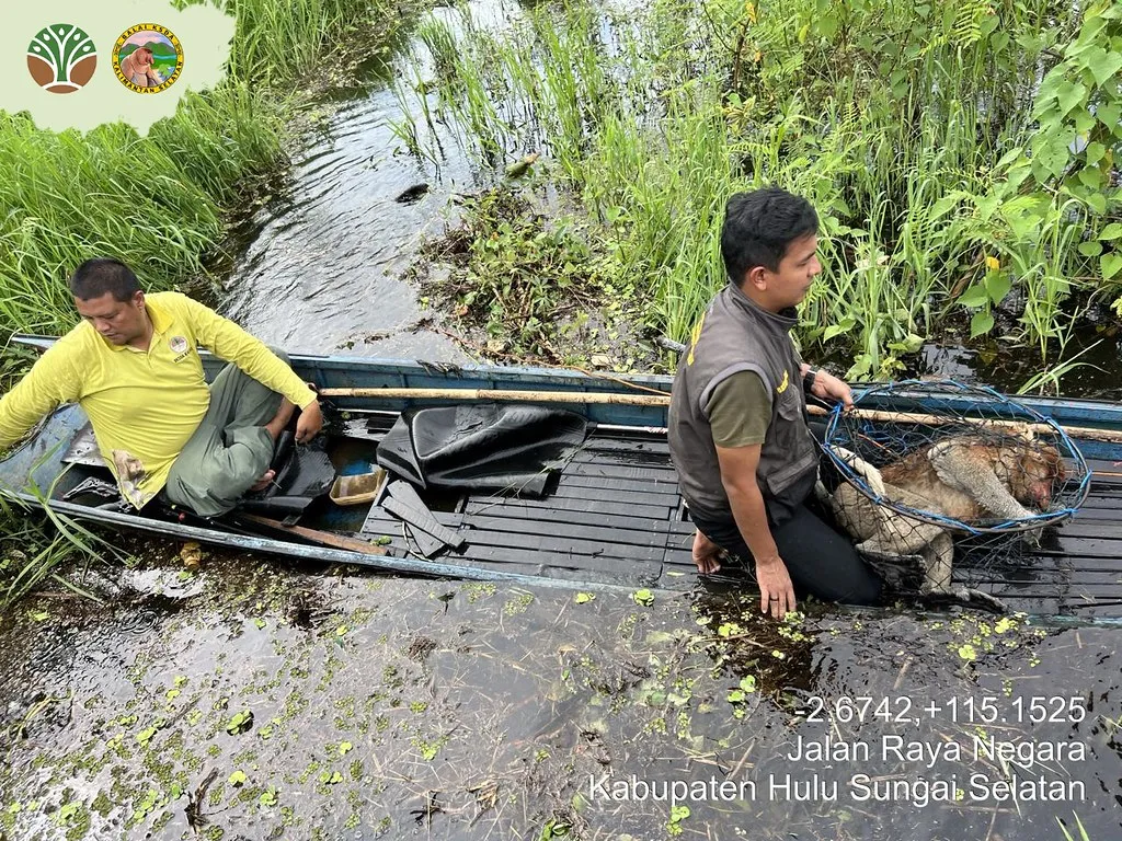 Banner Rescue Bekantan di Desa Muning Baru