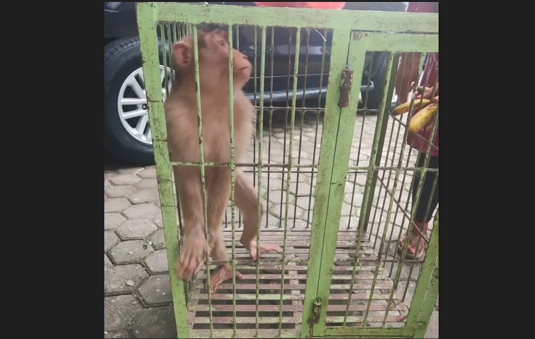 Banner Terpanggil Hatinya, Warga Medan Amplas Serahkan Beruk