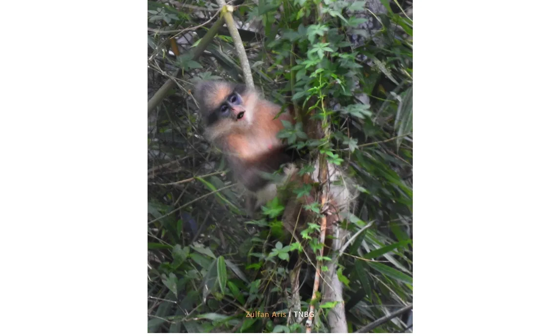 Banner Presbytis melalophos | Sumatran surili | Simpai