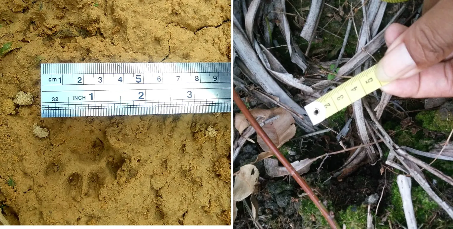 Banner Keisengan Penyebar Berita Hoax Harimau Sumatera Terungkap