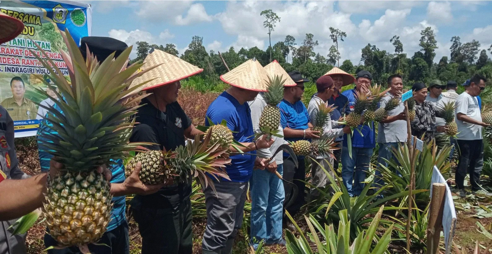Banner Panen Perdana Nanas Madu, Disela - sela Monitoring Illegal Logging