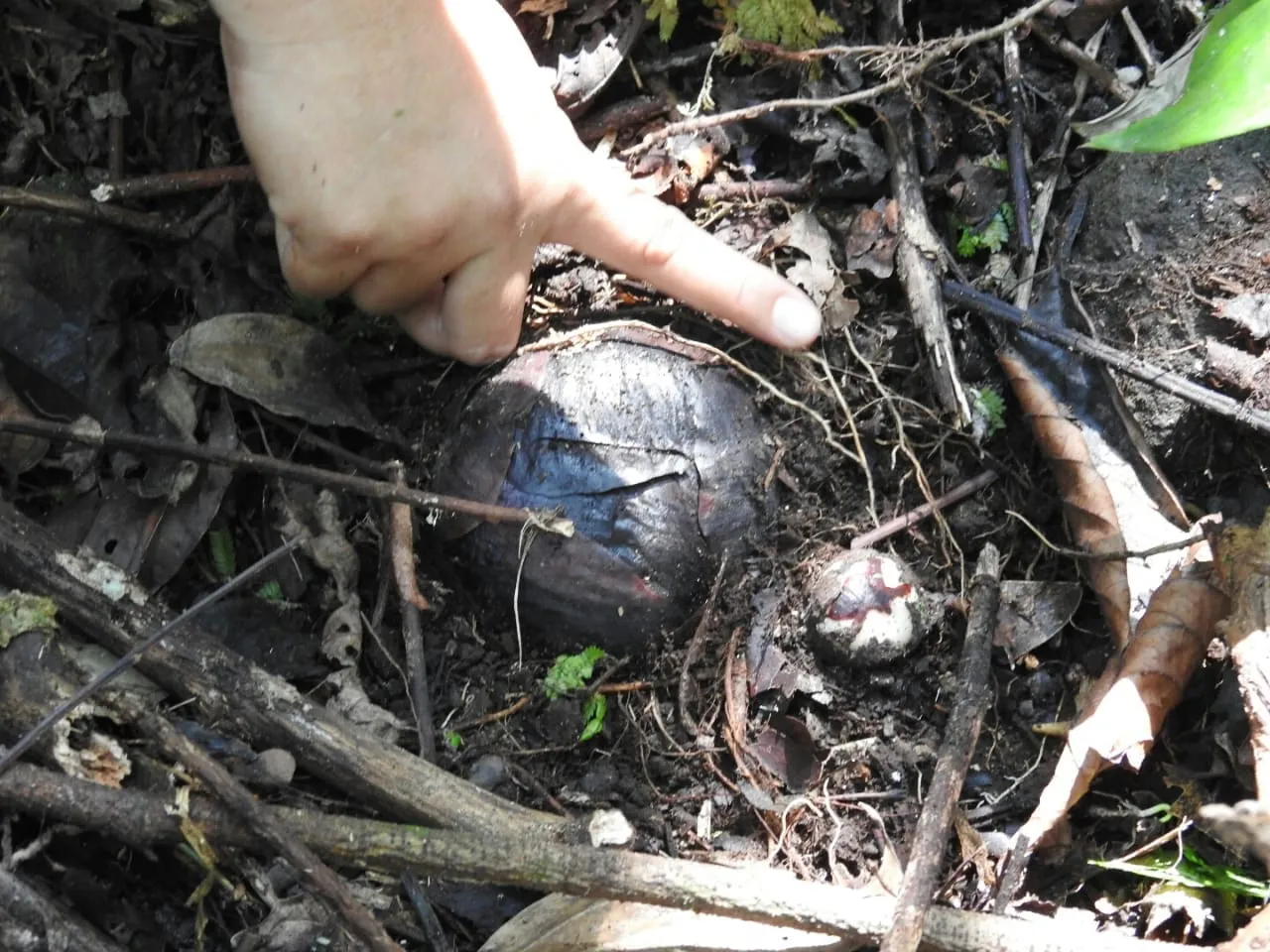 Banner Ditemukan Kembali Lokasi Baru Sang Bunga Langka di TNGGP