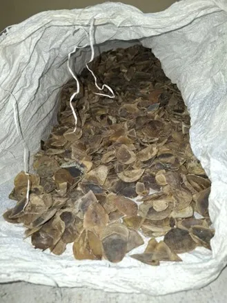 Banner Darurat Trenggiling