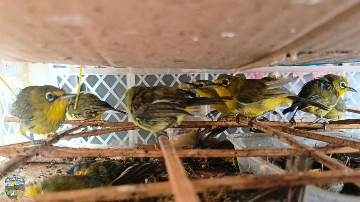 Banner Burung Dikemas Seperti Barang, 149 ekor Diselamatkan, Puluhan Tak Tertolong