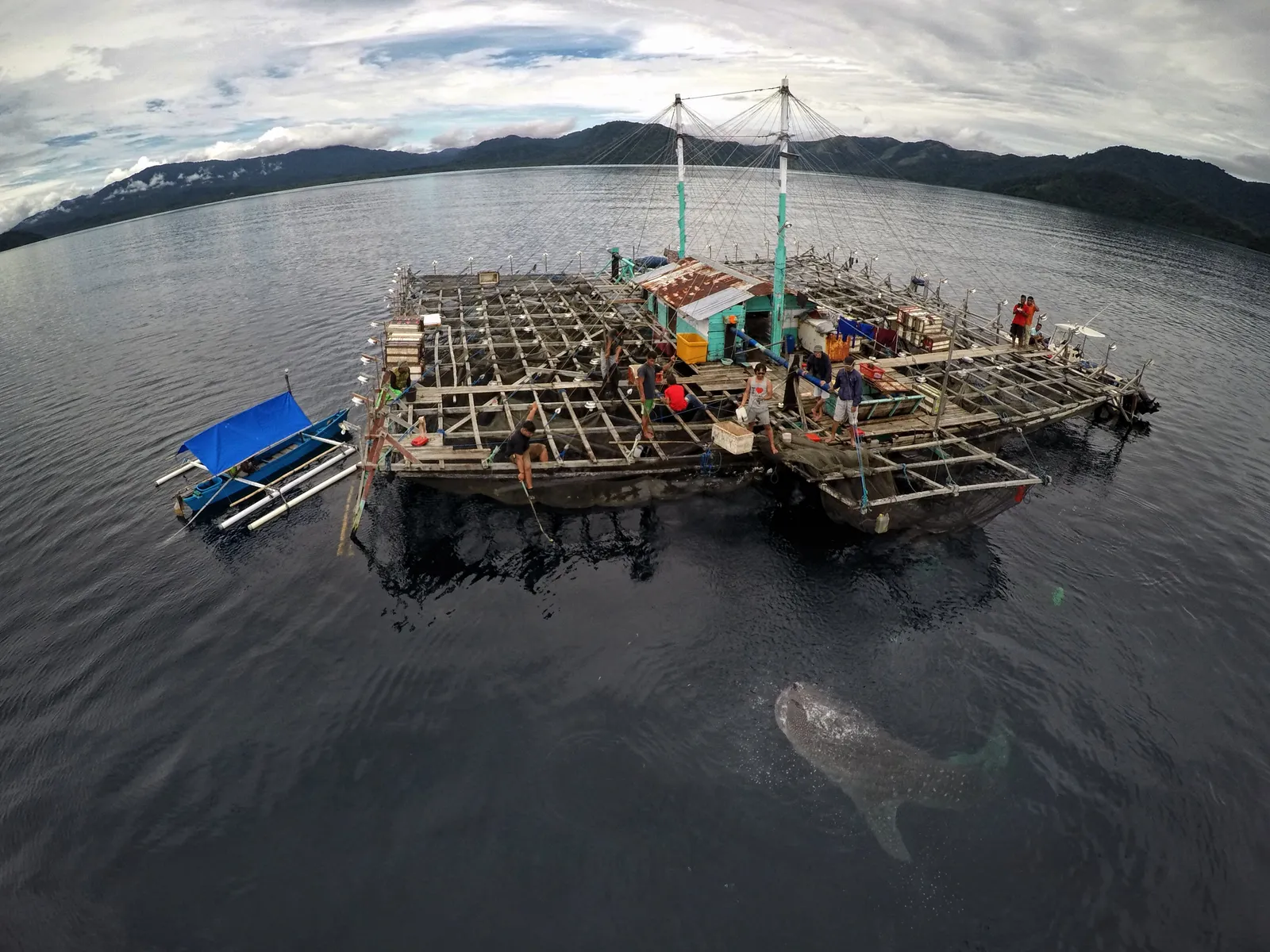 Banner WSC Berpeluang Menjadi Nomor Satu Dalam Pengelolaan Hiu Paus