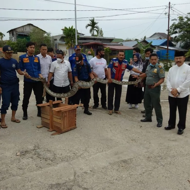 Banner BBKSDA Riau Bersama DPKP Kab. Inhil Evakuasi Ular Python Pemangsa Kucing Anggora