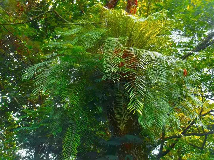 Banner Paku Pedang, "Sang Predator Polutan"