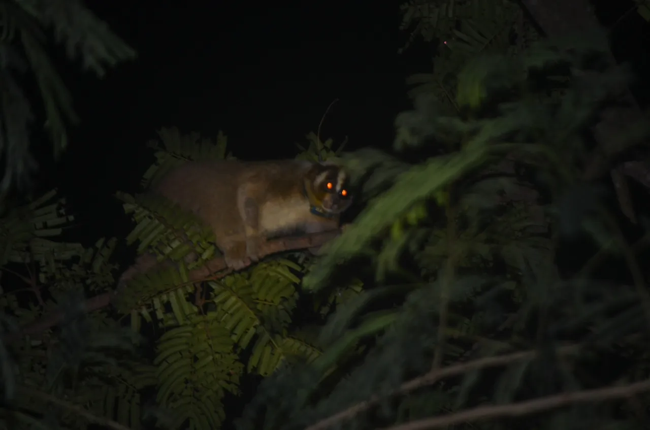 Banner Primata Malam Gunung Ciremai