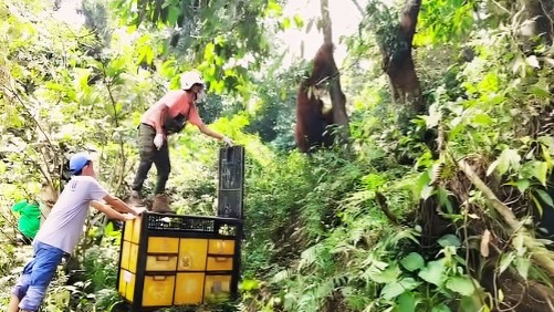 Banner BBKSDA Sumut dan HOCRU YOSL-OIC Rescue Orangutan Sumatera Jantan dari Sawit Seberang, Langkat