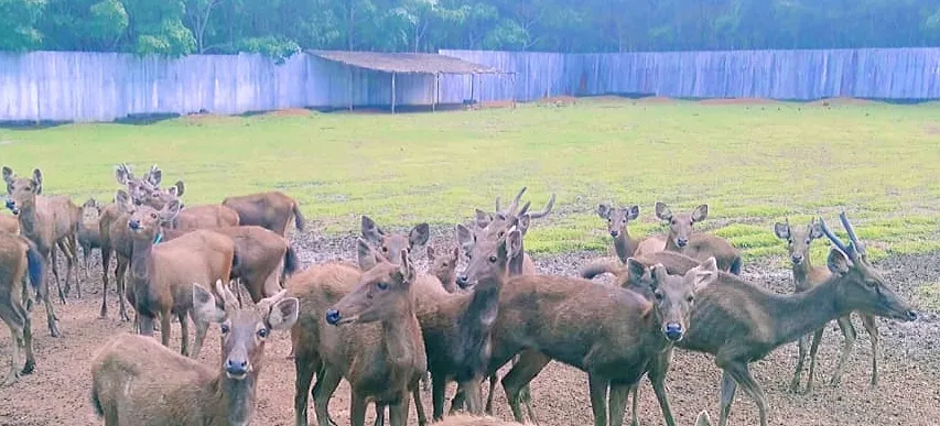 Banner Pembinaan Penangkar Rusa Sambar di SKW 1 Pelaihari