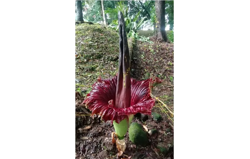 Banner Bunga Bangkai Mekar Sempurna di TWA Sibolangit