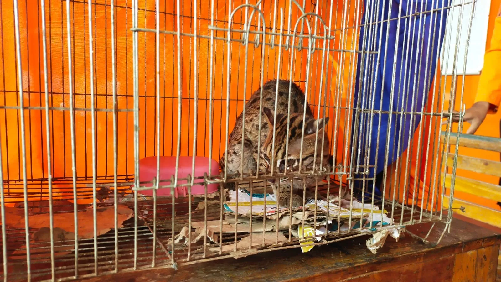 Banner Kucing Kuwuk Terjebak, BPBD Kota Binjai Kontak BBKSDA Sumut