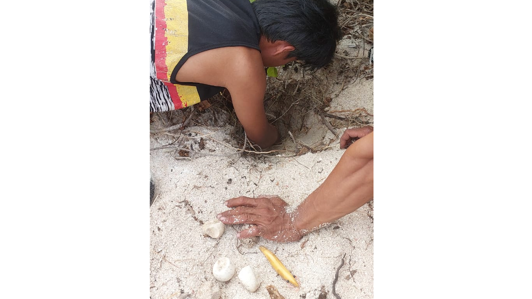 Banner Personil Resor Tinabo Evakuasi 10 Tukik, Selamatkan Biota Laut Dilindungi
