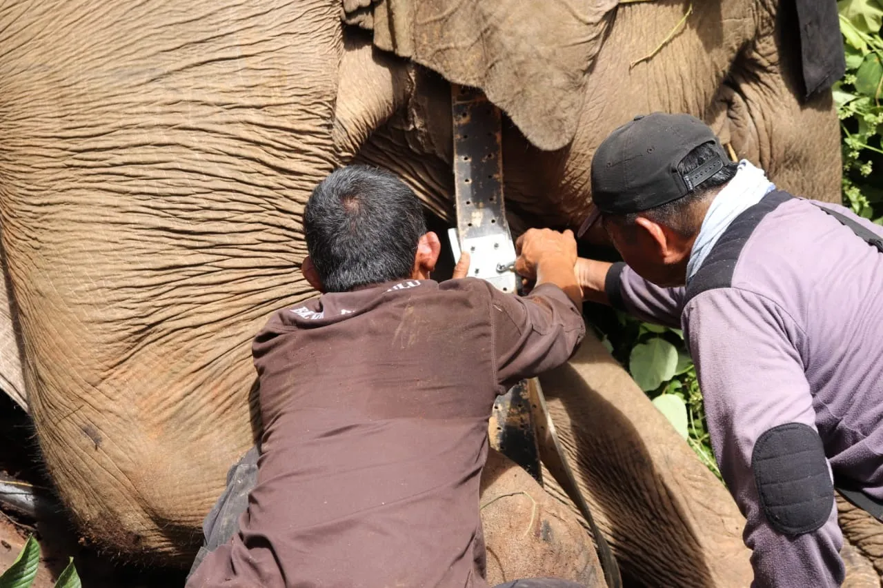 Banner Dan GPS Colar Akhirnya Berhasil Terpasang Pada Gajah Liar