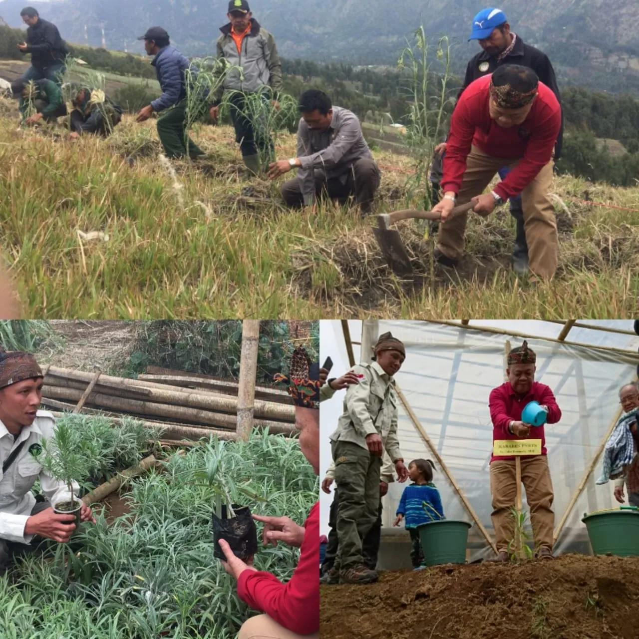Banner Tanam Edelweis Bersama Masyarakat BBTN Bromo Tengger Semeru Wujudkan Desa Edelweis