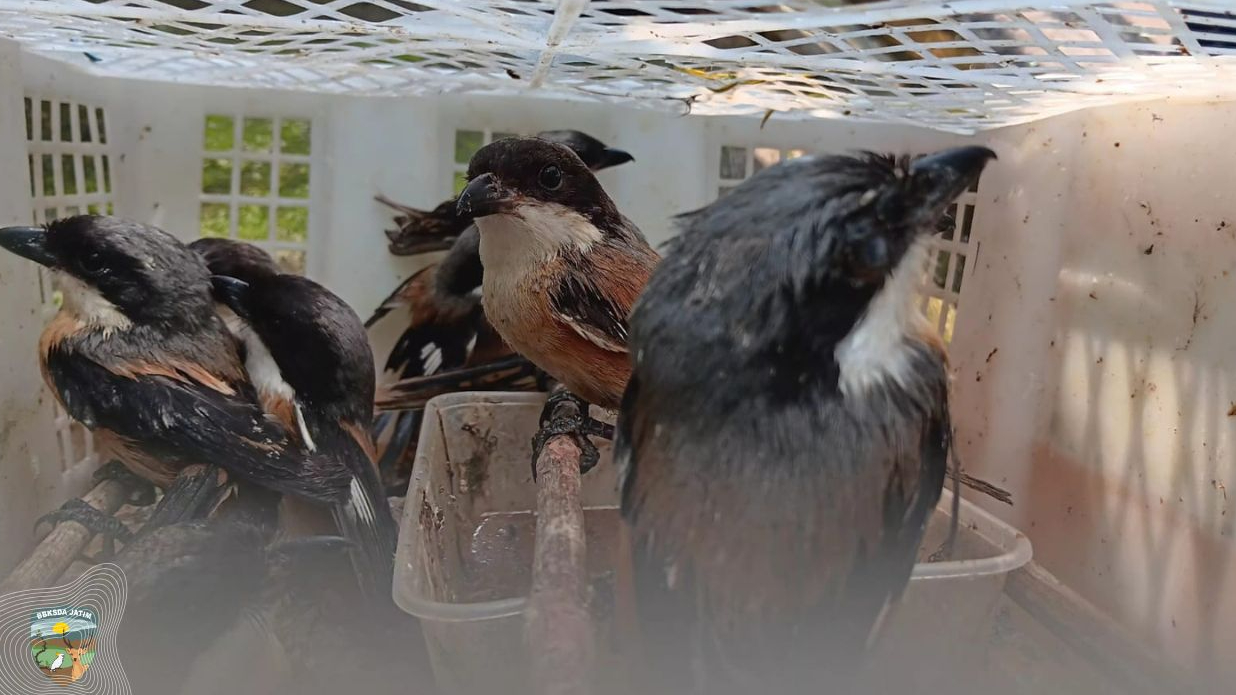 Banner Disita di Tanjung Perak, 50 Yang Bertahan Hidup