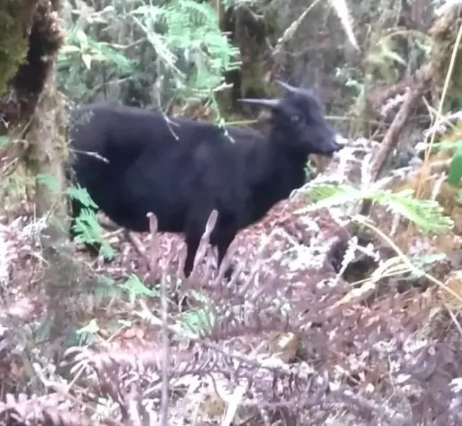 Banner Menjelajah Keberadaan Si Kerbau Kerdil Sulawesi di Taman Nasional Gandang Dewata