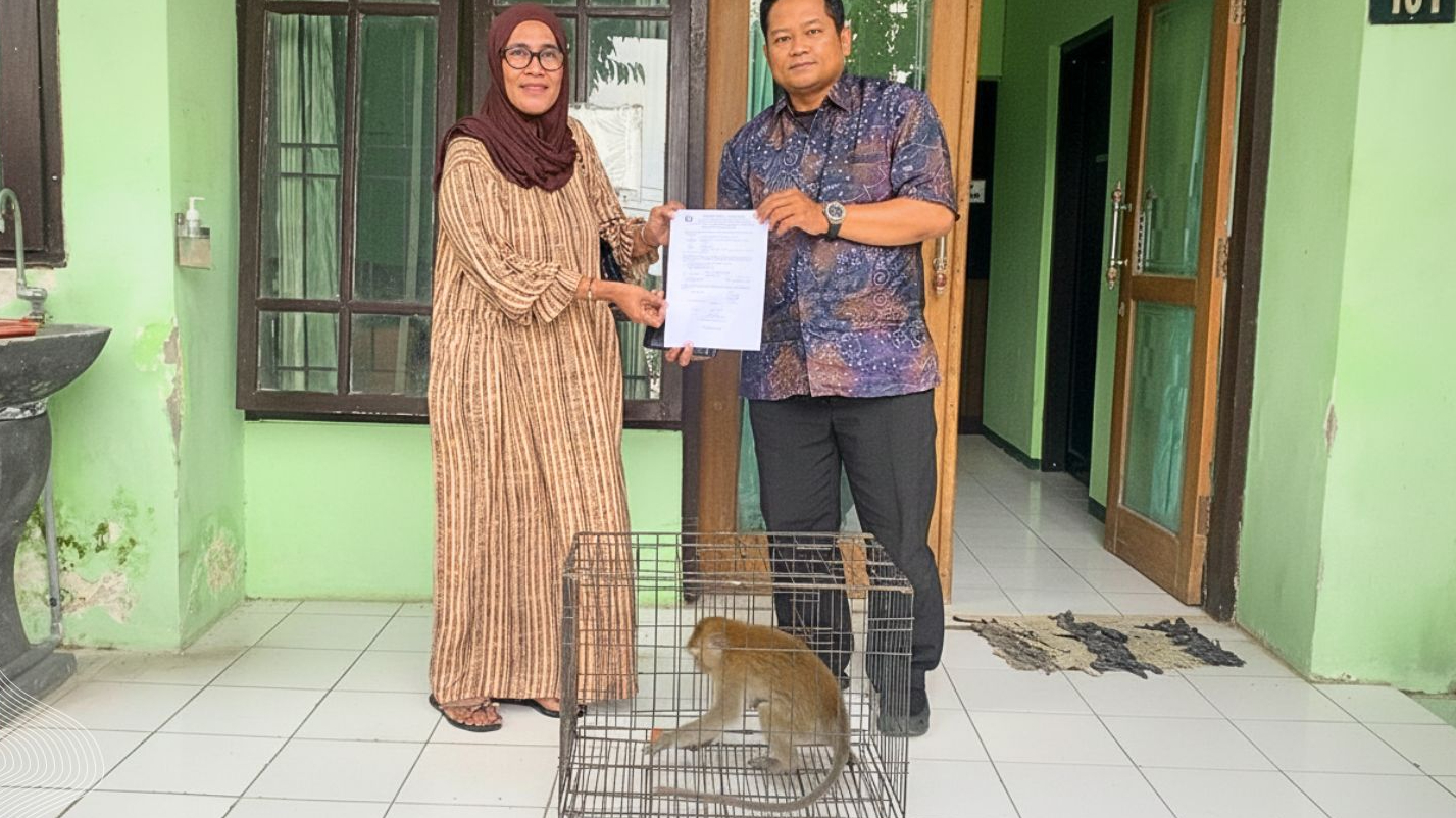 Banner Dipanggil ‘Anak’ Selama 3 Tahun, Satwa Ini Diserahkan ke Tim Matawali