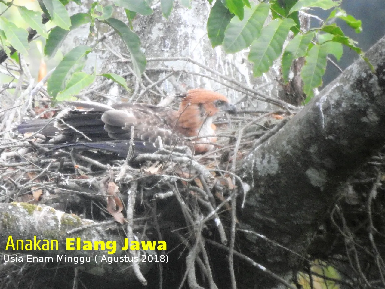 Banner Sang Garuda Kembali Lahir