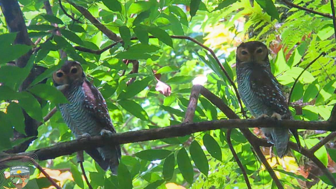 Banner Saat Penjaga Malam Menyapa Siang, Kisah dari Hutan Bawean yang Mengundang Kita untuk Peduli