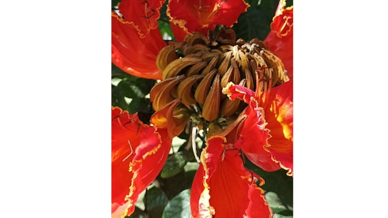 Banner FLASH NEWS: ASEAN Forges a Unified Front – Day 2 Builds the Regional Shield Against Invasive Species