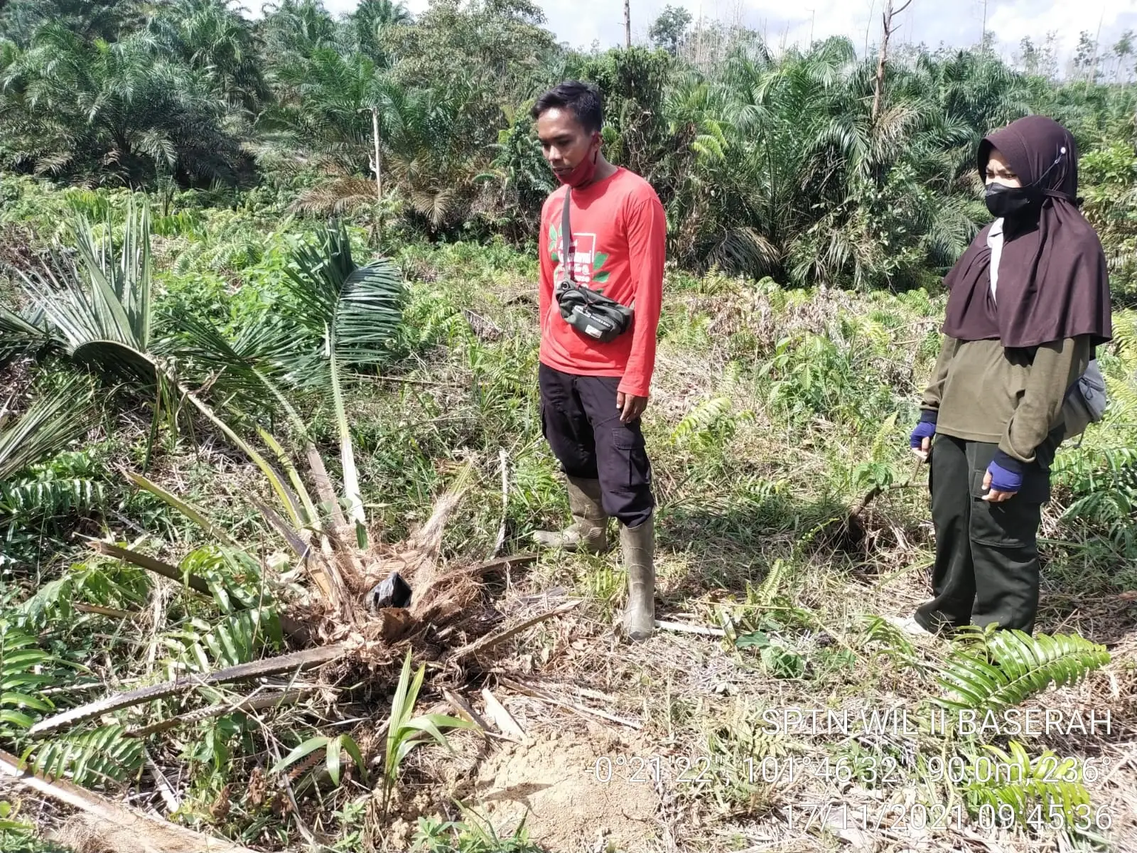 Banner Gajah Liar Masuk ke Kebun Masyarakat, Tim Mitigasi Konflik Gajah Lakukan Patroli Satwa