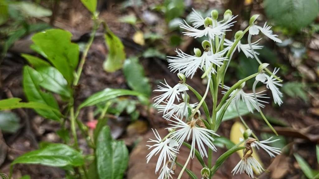 Banner Medusa Mekar di Tanah Bawean, Antara Keindahan Langka dan Ancaman yang Tak Terlihat