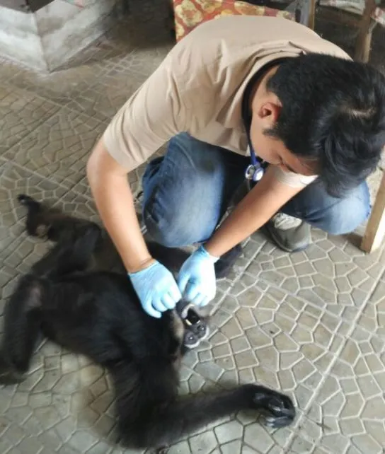 Banner Penyelamatan Satwa Kelempiau Oleh Balai KSDA Kalimantan Barat