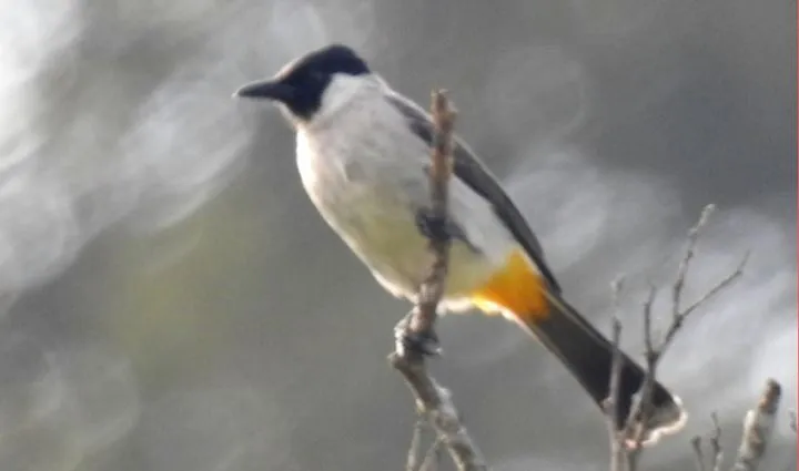 Banner Burung Kutilang (Pycnonotus aurigaster) Cucak Terpopuler