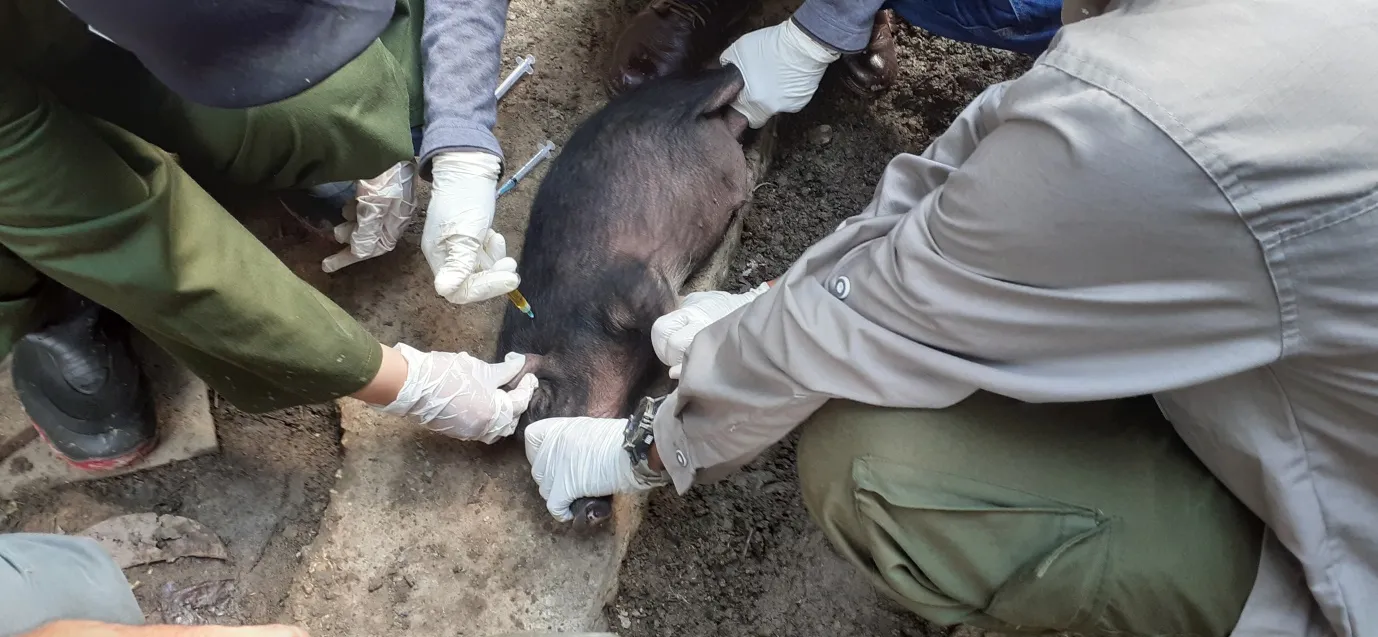 Banner Balai Besar TaNa Bentarum Lakukan Pemeriksaan Ternak Babi Secara Berkala, Sebagai Solusi Pengelolaan Pemberdayaan Masyarakat Berkelanjutan