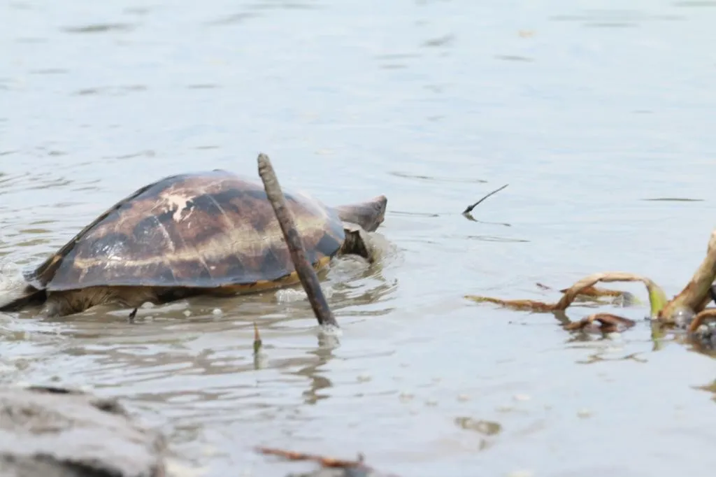 Banner Terus Bergerak Selamatkan Tuntong Laut