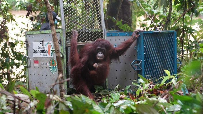 Banner Kembali ke Rumah: BKSDA Kalbar, Balai Besar TN Betung Kerihun dan Danau Sentarum, dan YPOS Lepasliarkan Lima Individu Orangutan Tahap Ke-18 ke Taman Nasional Betung Kerihun