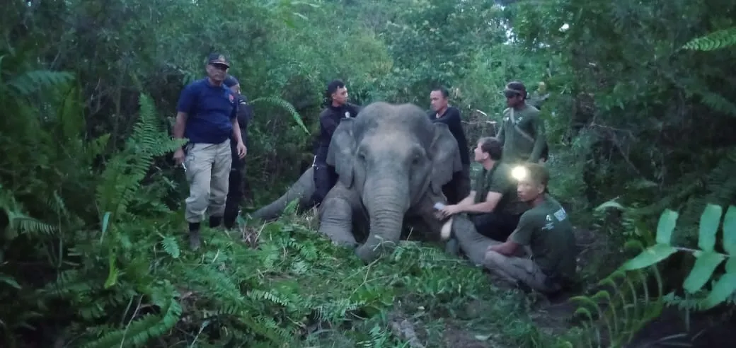 Banner Kalung Baru si Gajah Freda