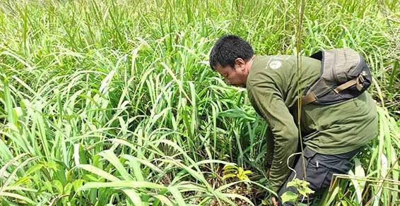 Banner Sudah Dimusnahkan, BBKSDA Riau Buru Pelaku Penanaman Sawit