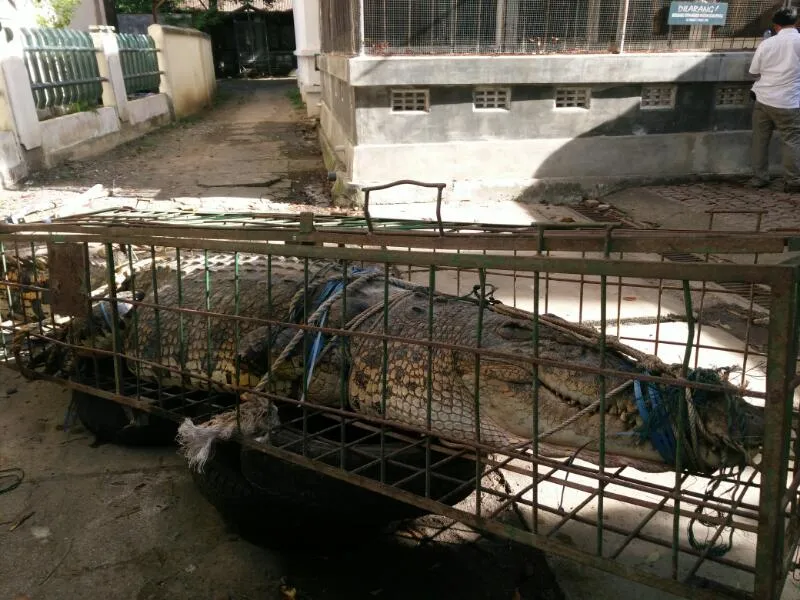Banner BKSDA Aceh Evakuasi Buaya Muara Sepanjang 4,9 Meter