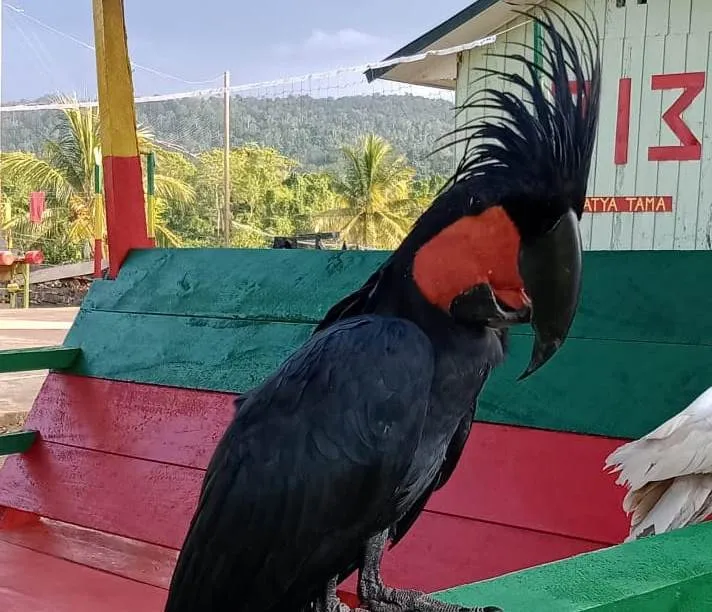 Banner Implementasi Sinergitas Kolaboratif antara BBKSDA Papua dan Satgas TNI Pamtas RI-PNG Sektor Utara