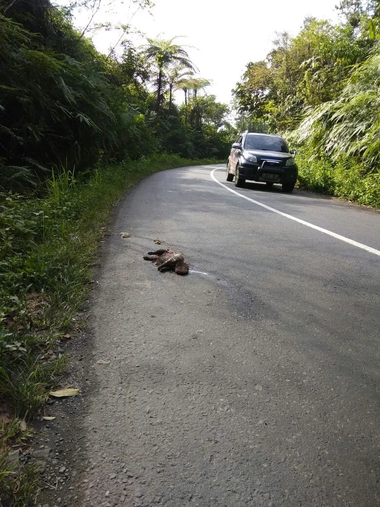 Banner Landak Ditemukan Mati di Ruas Jalan Negara Sanggi - Bengkunat TNBBS