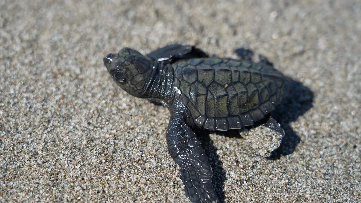 Banner Melepas 230 Lepidochelys olivacea di Pantai Mampie Sulawesi Barat