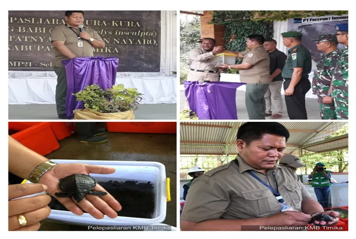 Banner 5.100 ekor Kura-Kura Moncong Babi dikembalikan ke habitatnya di Sungai Minajerwi