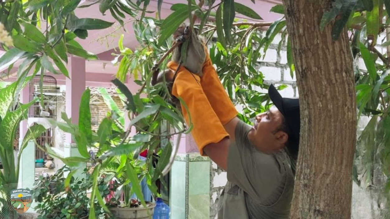 Banner Antara Insting dan Ketakutan, Saat Monyet Ekor Panjang Masuk Kampung Warga Gresik