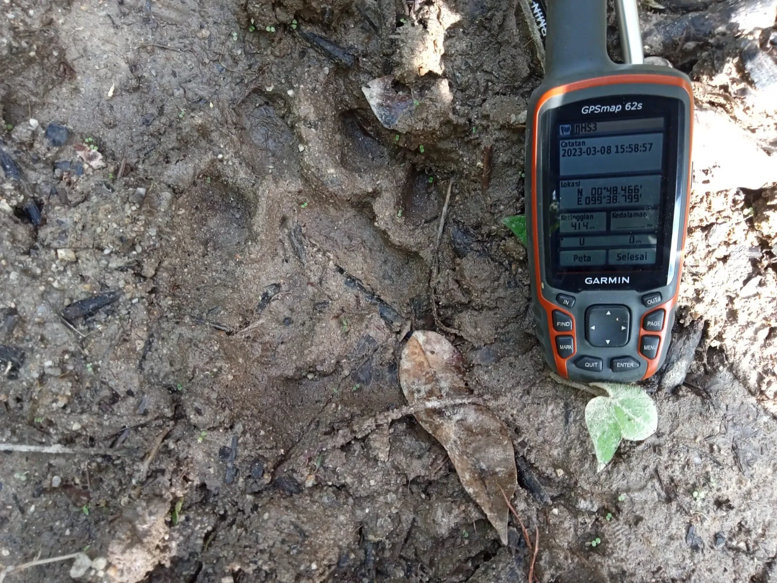 Banner Harimau Melintas, Warga Diminta Waspada