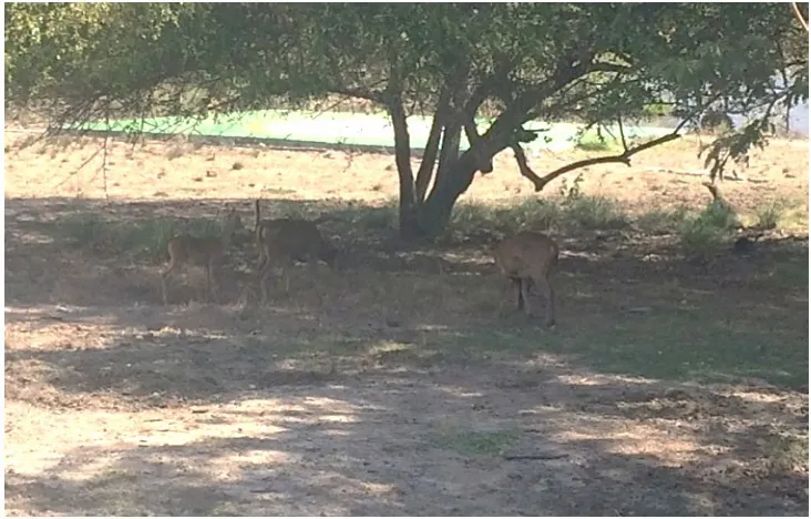 Banner Melihat Peran Penting Dokter Hewan Dalam Manajemen Konservasi Satwa Mangsa Komodo