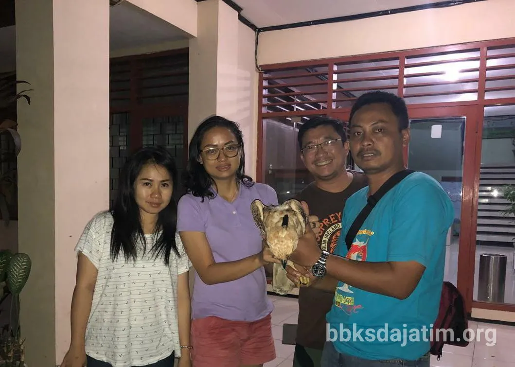 Banner Batal Liburan Demi Elang Jawa (Nisaetus bartelsi)