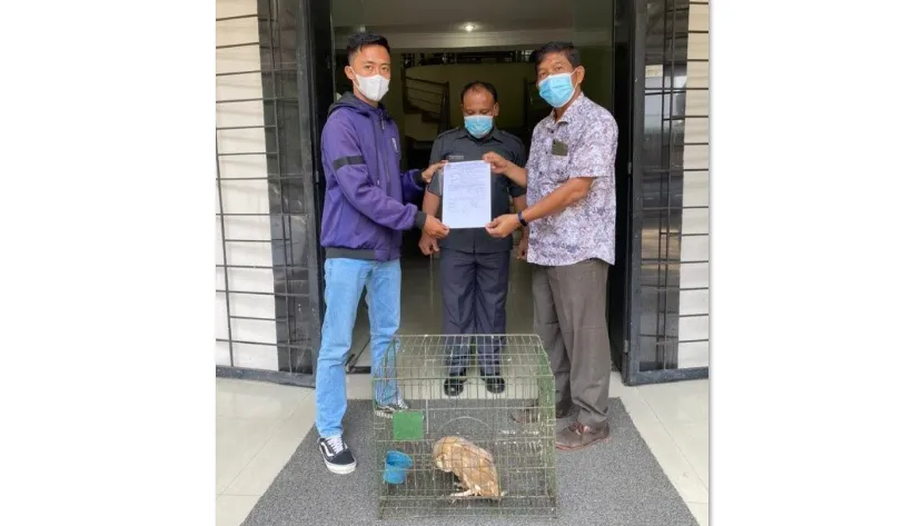 Banner Temukan Burung Hantu Terluka, Warga Serahkan Ke BBKSDA Sumatera Utara